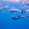 Shaab El Erg Dolphin Hurghada_906f2__lg-min