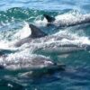 dolphins-327051-750x450-min