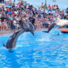 dolphina_dolphin-swimming_day_trip_fun_kids_sharm_theatre-00423322-17