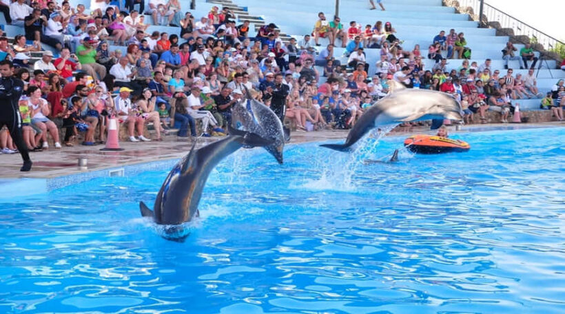 dolphina_dolphin-swimming_day_trip_fun_kids_sharm_theatre-00423322-17