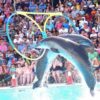 dolphinshowtourhurghada