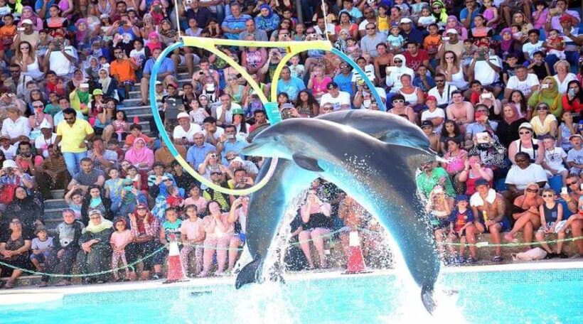 dolphinshowtourhurghada