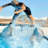 hurghada-dolphin-show-redseatrips-800×600