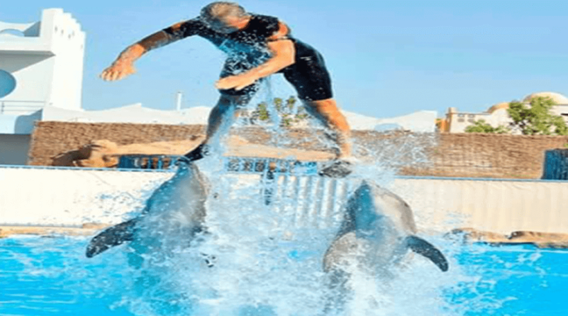 hurghada-dolphin-show-redseatrips-800×600