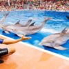 marineland-dolphin-show