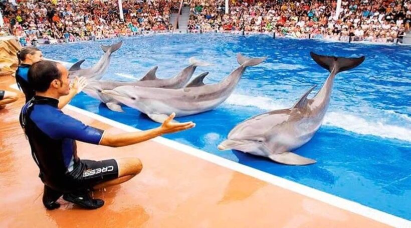 marineland-dolphin-show