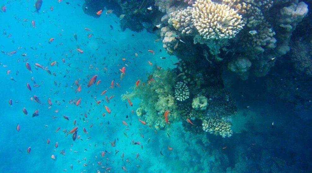 Wadi Al-Kharoum and Wadi Mandar in Sharm El Sheikh