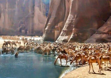 Wadi El Gemal Wildlife Reserve in Marsa Alam