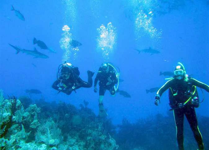 Diving and sea safari trips from Luxor to Safaga