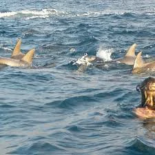 Swimming with wild dolphins (Marsa Alam)